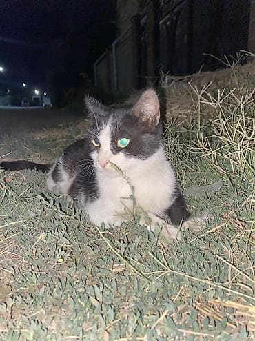 d cat: Кошка даром: Беспородная, 1 год, Девочка — 2