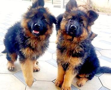 собака даберман: Немецкая овчарка, 2 месяца, Самка — 3