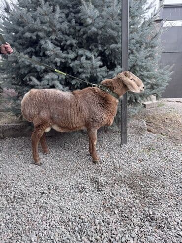 аляский маламут купить: Продаю | Ягненок, Баран (самец) | Арашан | Для разведения — 3