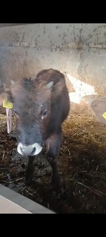 Ветеринар кызматы: Сатам | Музоо | Алатоолук | Көбөйтүү үчүн — 7