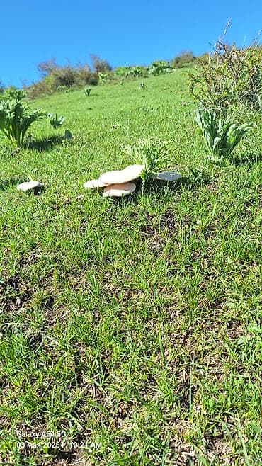 быки на мясо: Съедобные грибы – белые «лепёшки» (полевые шмпиньоны/лугова́я форма) — 6