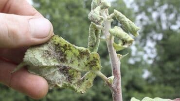 прайс лист на строительные работы бишкек: Садовник! Готовим Сад к Зиме! Обработка Сада! Осенняя обрезка и — 7