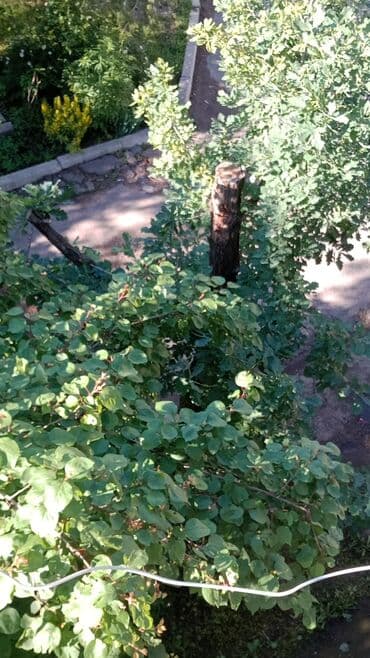 дом ипотека бишкек: 4 бөлмө, 81 кв. м, 3 кабат, Косметикалык ремонт — 11