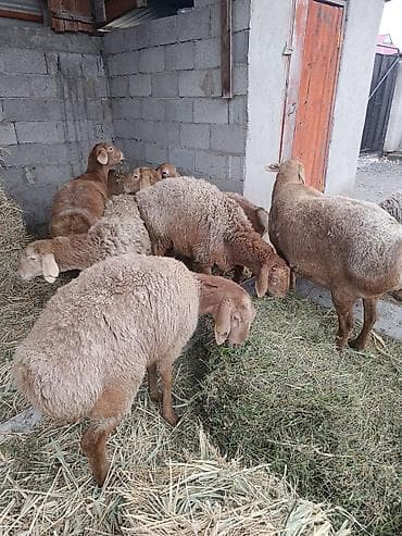 сколько стоят собаки: Продаю | Овца (самка) | Для разведения | Матка — 2