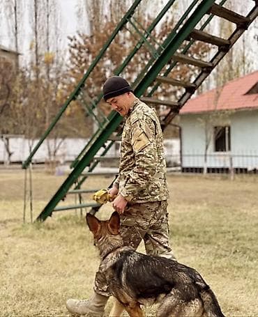 Доброго времени суток! Продаю зонарную овчарку по кличке Гера