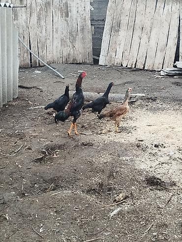 А/ч жаныбарлары үчүн тоюттар: Сатам | Тооктор | Тебиштирүүчү | Көбөйтүү үчүн — 2