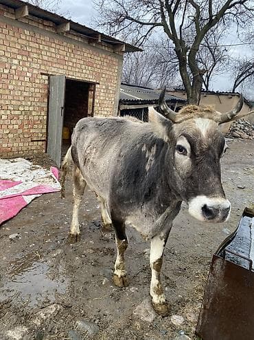 уй сатылат бишкек 2022: Сатам | Уй (ургаачы) | Союуга — 3