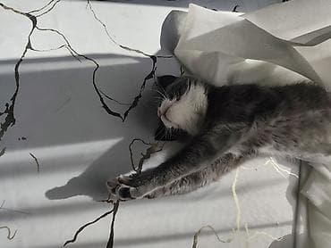 Вязка кошек: Британская короткошёрстная, 5 месяцев, Мальчик, Приучена к лотку — 6