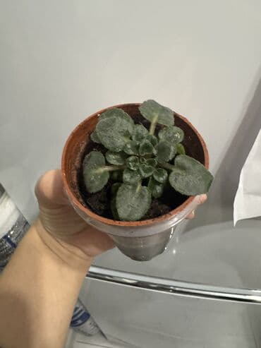 цветы гвоздика: Пальмы(Хомедория),замиокулькасы(доллар) Зензи,черный доллар,зеленый — 7