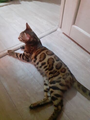 долматинец щенок: Вязка: Бенгальская, Мальчик, 2 года — 8