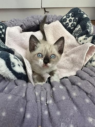кошек: Сиамская, 1 месяц, Девочка, Приучена к лотку — 1