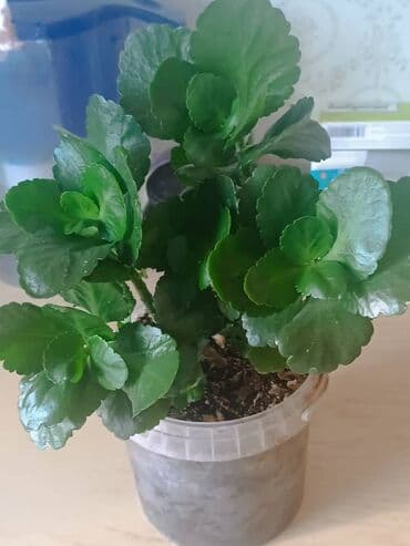 растения для аквариума: Растение в горшке — идеальный выбор для тех, кто ищет неприхотливое и — 2