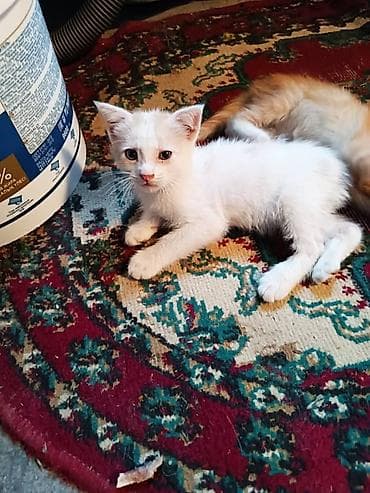 scottish fold: Котята 1.5 месяца. Наполовину мейн-кун .Проглистованы Лоток знают на — 3
