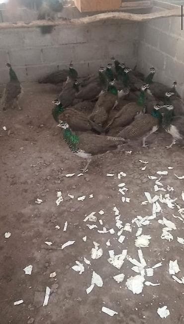 Аквариумдар: Продам молодых павлинов 🦚🦚🦚🦚🦚❗ — 1