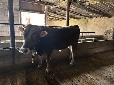 отдам голубей: Продаю | Бык (самец) | Полукровка | Привязанные — 6