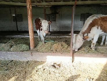 породистый баран: Продаю | Бык (самец) | Полукровка | На откорм | Привязанные — 3