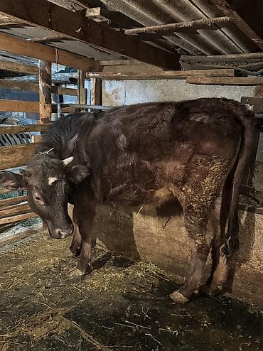 голубь птица: Продаю | Тёлка | Голштин, Швицкая | Для разведения | Нетель — 1