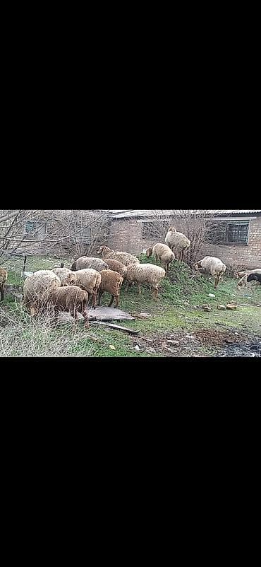 охот собака: Продаю | Овца (самка) | Арашан | Для разведения | Племенные — 2