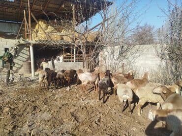 купить собаку шпица недорого: Продаю | Овца (самка) | Полукровка | Для разведения | Матка — 1