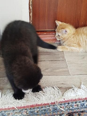 котики: Скотиш Фолд (Шотландская вислоухая), 3 месяца, Мальчик, Шоколадный, Приучена к лотку, Проглистована — 5