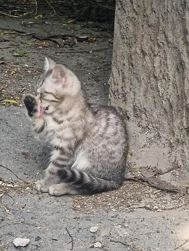 Животные: Кошка даром: Беспородная, 3 месяца, Девочка — 2