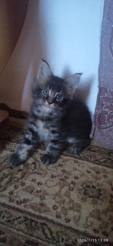 В честь каникул — распродажа! Чистокровные котята Мейн-Кун ❤️. В at lalafo.kg В честь каникул — распродажа! Чистокровные котята Мейн-Кун ❤️. В