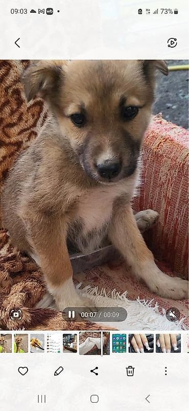 щенята хаски: Щенок метис, примерно 2–3 месяца. Компактный, с короткой густой — 1