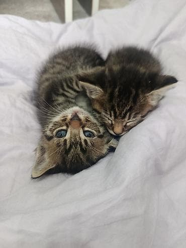 пл: Отдам в добрые ручки .Котята из одного помёта: тигровые и чёрные — 3