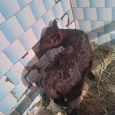 корову дойную: Продаю | Музоо, торпок | Для молока | Искусственник — 2