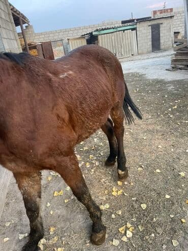 Продаю | Жеребенок | Полукровка | Для разведения