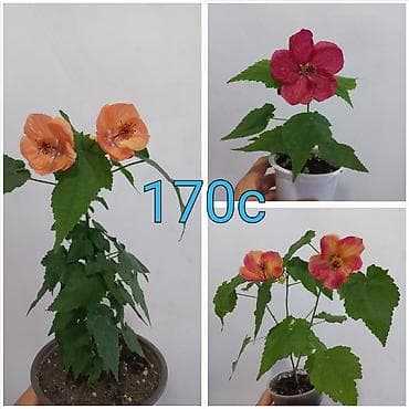 моно калисо: Комнатные цветы в стаканчиках: 1) Глоксиния (Sinningia speciosa) с — 2