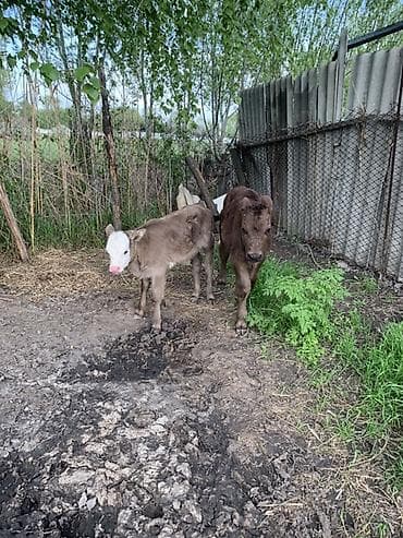 диск пес: Продаю | Корова (самка) | Для молока | После отела — 10