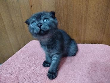 Кошки: Котёнок с короткими вислыми ушками и выразительными голубыми — 4