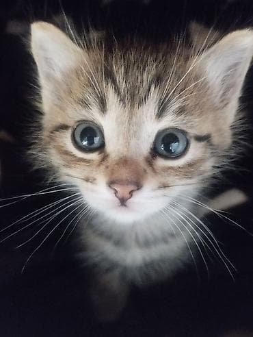 Беспородная, 2 месяца, Мальчик, Приучена к лотку