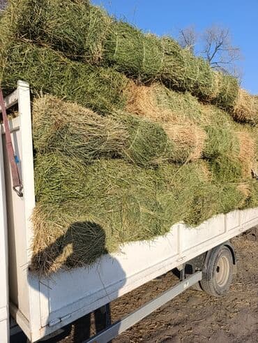 Мышыктар: Сено в тюках - Плотно спрессованные прямоугольные тюки. - Смесь — 1