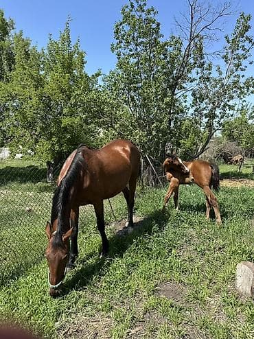 животные на продажу: Продаю | Кобыла (самка) | Для разведения — 5