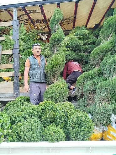 цветочный топиарий: Топиарные хвойные растения (садовая фигурная стрижка) - Живые — 2