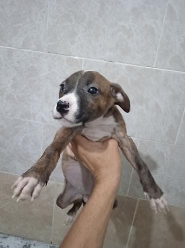 породы собак в бишкеке: Питбуль, 2 месяца, Самец — 4