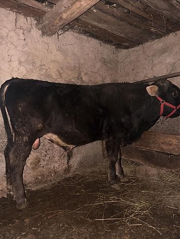 отдам даром собак в бишкеке: Продаю | Бык (самец) | Привязанные — 2