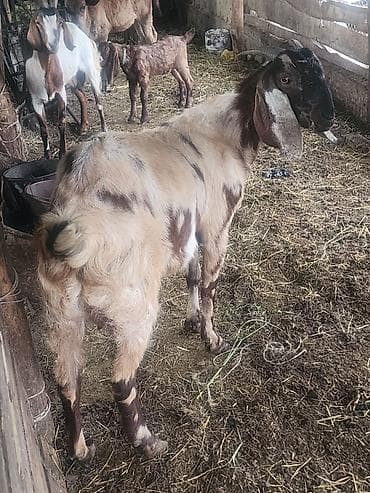 животные на продажу: Продаю | Коза (самка), Козёл (самец), Козлёнок — 5