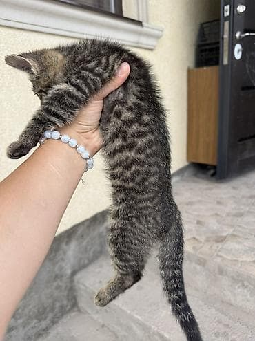 собака шенки: Котята 4-5 месяцев 1 мальчик и 2 девочки Ходят на улицу с туалет — 2