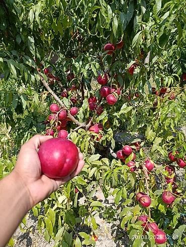 Другие фрукты: Айва свежая, садовая Описание: - Сочные, ароматные плоды ярко‑желтого — 3