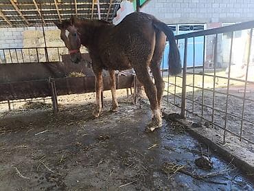 Ветеринар кызматы: Сатам | Байтал | Көбөйтүү үчүн — 5