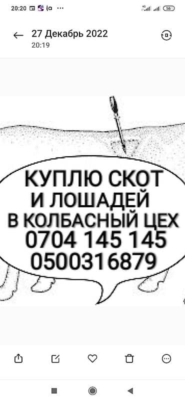 Колбасный цех : Коровы, быки, Лошади, кони, Другие с/х животные, | Круглосуточно, Любое состояние, Забитый