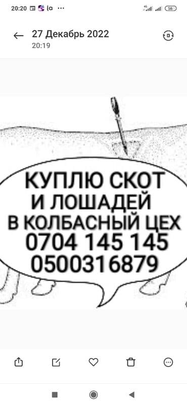 продажа быков: Куплю | Коровы, быки, Лошади, кони, Другие с/х животные | Круглосуточно, Любое состояние, Забитый — 1