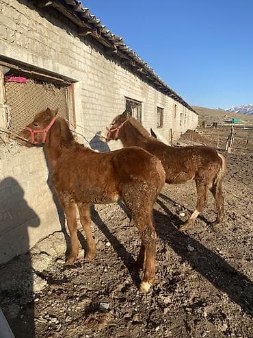 Услуги ветеринара: Продаю | Жеребенок | Для разведения | Племенные — 1