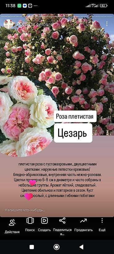 саженцы цветов: Саженцы — 8