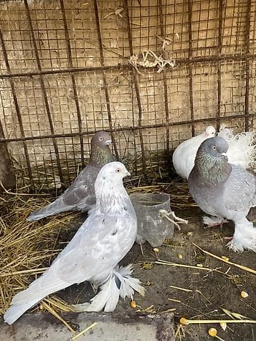 голуби голубей птицы: Породистые декоративные голуби. Описание: - Породы/типы: павлиний — 3