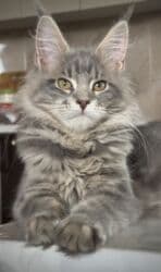 французкий бульдог цена: Породистый котёнок мейн‑кун. - Окрас: голубой мраморный на серебре — 2