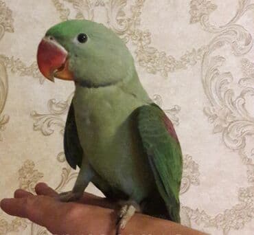 домик для волнистых попугаев: Александрийские попугаи хорошо приручаются к рукам а так же к — 11
